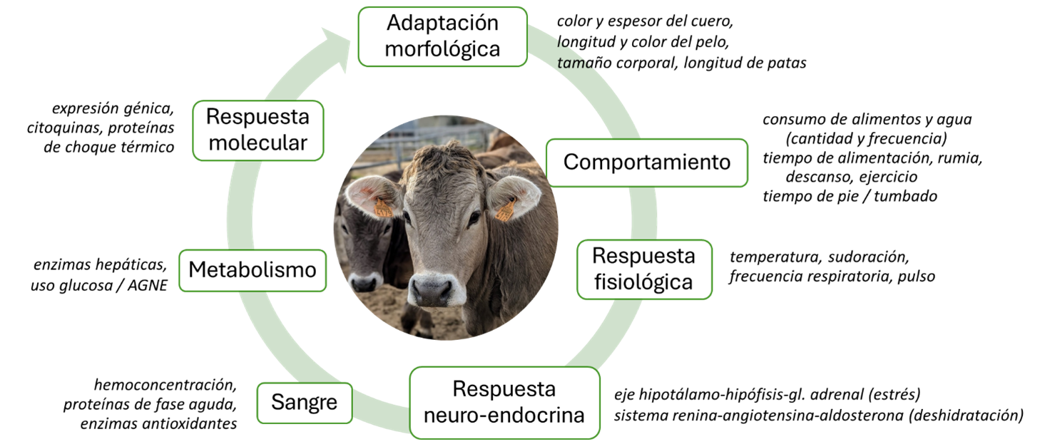 Mecanismos adaptativos del ganado frente al estr&eacute;s t&eacute;rmico