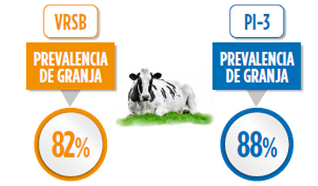 sindrome-respiratorio-bovino