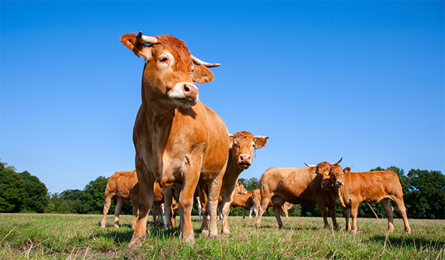 La importancia de la alimentación en el ganado vacuno