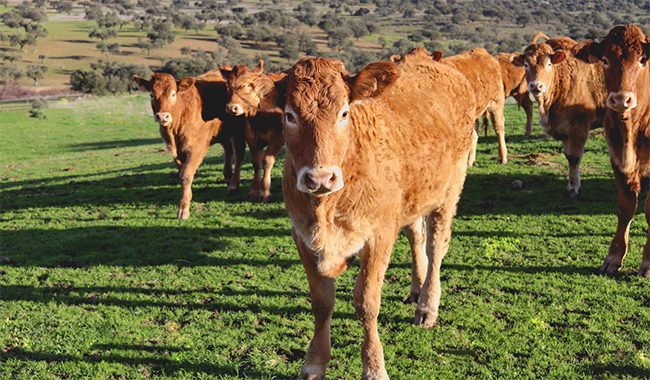 aspectos del bienestar animal