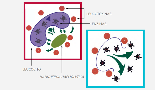 mecanismos-patogenicos-Mannheimia-haemolytica